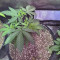 Buy Strawberry Eclair feminized seeds by G13 Labs