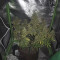 Skywalker OG Seeds - Cannabis Strain Seeds for Sale