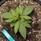 Runtz Muffin Seeds (Barney’s Farm)