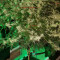 The Incredible Bulk Seeds (Dr. Krippling Seeds) - Cannabis Strain Seeds for Sale