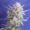 Cream Cookies Seeds - Cannabis Strain Seeds for Sale
