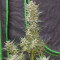 Original Big Bud Seeds - Cannabis Strain Seeds for Sale