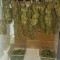 Strawberry Pie Seeds - Cannabis Strain Seeds for Sale