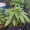 Watermelon Z (Barney's Farm)