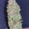 Original Auto Cheese Seeds - Cannabis Strain Seeds for Sale