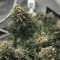 Tangerine Dream (Barney's Farm) Cannabis-Samen zu verkaufen
