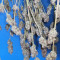 G13 Haze Seeds (Barney's Farm) - Cannabis Strain Seeds for Sale