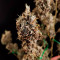 AK420 Seeds - Cannabis Strain Seeds for Sale