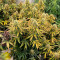 Californian Snow auto: feminized seeds for sale, strain information and customer reviews