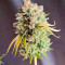 Lemon Tree Seeds (Barney's Farm) - Cannabis Strain Seeds for Sale