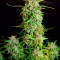 Monster Bruce Banner feminized seeds for sale