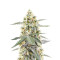 Sementes Feminizadas de Sour Diesel Autoflower (Seedkeepers)