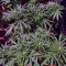 Amnesia Mac Ganja (Kera Seeds)