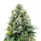 Apple & Bananask Seeds