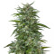 Graines féminisées de Blue Dream (Garden of Green)