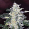 Sementes feminizadas Bruce Banner #3 (Original Sensible Seeds)