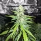 Candy Cane Mango Seeds (Seedkeepers)