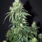 CBD Auto 20:1 feminized seeds