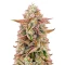Chemical Bride Seeds