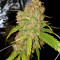 Critical Purple Kush (Advanced Seeds)