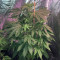 Crystal Gelato Seeds