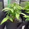 Forum Stomper Auto (Mephisto Genetics)