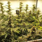 Fruity Juice regular (Sensi Seeds)