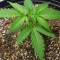 Gorilla Glue Auto (Auto Seeds)