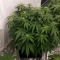 Semi Femminizzati Gorilla Cookies Auto (Big Head Seeds)