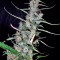 Graines de cannabis Hawaiian Snow (GHS)