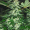 Graines féminisées de Mimosa Shot (Herbies Seeds)
