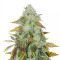 Peyote Critical Seeds