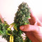 Sour Diesel (Big Head Seeds)