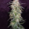 Sweet CBD Auto feminized seeds