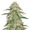 Graines de cannabis THC Bomb (Bomb Seeds)