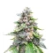 White Gold Feminized seeds