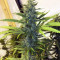 White Widow x Big Bud feminized seeds