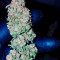 Semillas feminizadas Afghani #1 (Sensi Seeds)