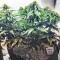Auto AK XXL strain