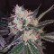 Black Widow cannabis strain