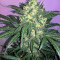 Blue Kush 99 Auto (Xtreme Seeds)