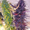 Congo x Kali China Seeds
