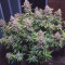 Critical Super Silver Haze Seeds