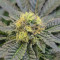Graines de cannabis Do-Si-Dos (Pyramid Seeds)