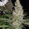 Double Glock Seeds