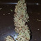 Fuel OG (Ripper Seeds)