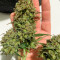 Hijack Auto feminized seeds