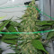 King Kong Seeds