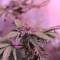 Graines de cannabis LA Confidential (DNA Genetics)