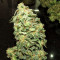 Mexican Sativa Seeds